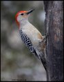_B213361 red-bellied woodpecker